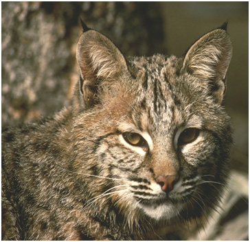 Photo of Lynx rufus by Clayton Apps